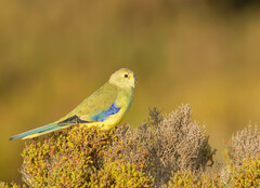 Neophema chrysostoma