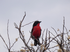 Laniarius atrococcineus