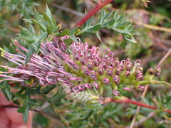 Grevillea acanthifolia