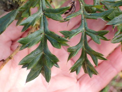 Grevillea acanthifolia