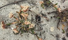 Diosma oppositifolia