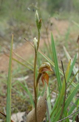 Pterostylis squamata