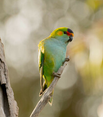 Parvipsitta porphyrocephala