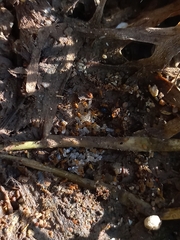 Monomorium sahlbergi