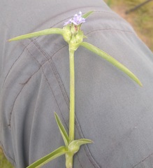 Cyanotis longifolia image