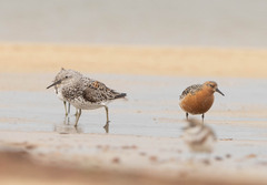 Calidris tenuirostris
