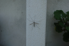 Tipula oleracea