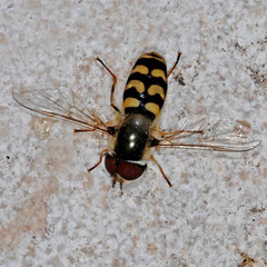Scaeva dignota