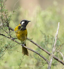 Nesoptilotis leucotis