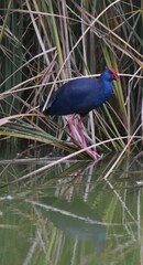 Porphyrio porphyrio