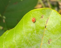 Chilocorus circumdatus