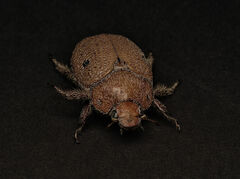 Anoplognathus velutinus