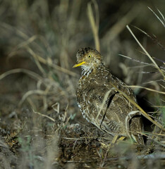 Pedionomus torquatus