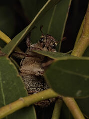 Anoplognathus velutinus