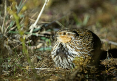 Coturnix pectoralis