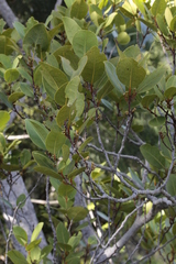 Adenodaphne uniflora