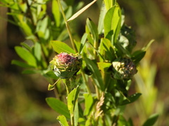 Rabdophaga rosaria