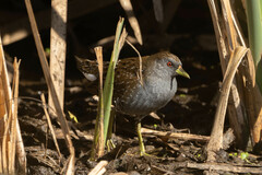 Porzana fluminea