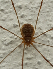 Opilio