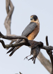 Falco longipennis