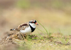 Elseyornis melanops