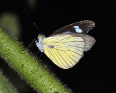 Leptophobia caesia