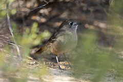 Drymodes brunneopygia