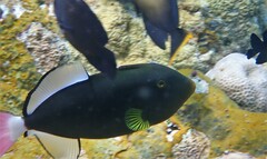 Melichthys vidua
