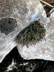 Grimmia pulvinata