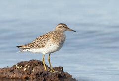 Calidris acuminata