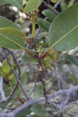 Adenodaphne uniflora