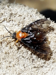 Pergidae