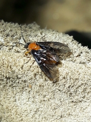 Pergidae
