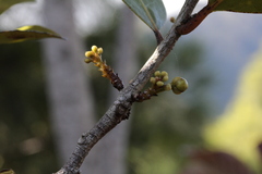 Adenodaphne uniflora