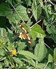 Acraea cabira