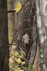Accipiter nisus