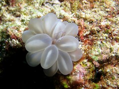 Plerogyra sinuosa