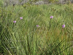 Sowerbaea juncea
