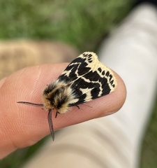Ardices curvata