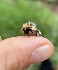 Ardices curvata