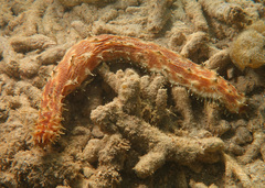 Holothuria hilla