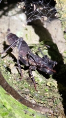 Typopeltis crucifer