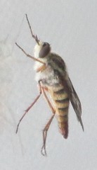 Therevinae