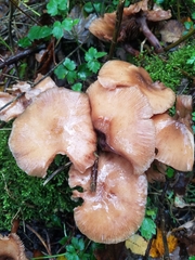 Armillaria nabsnona