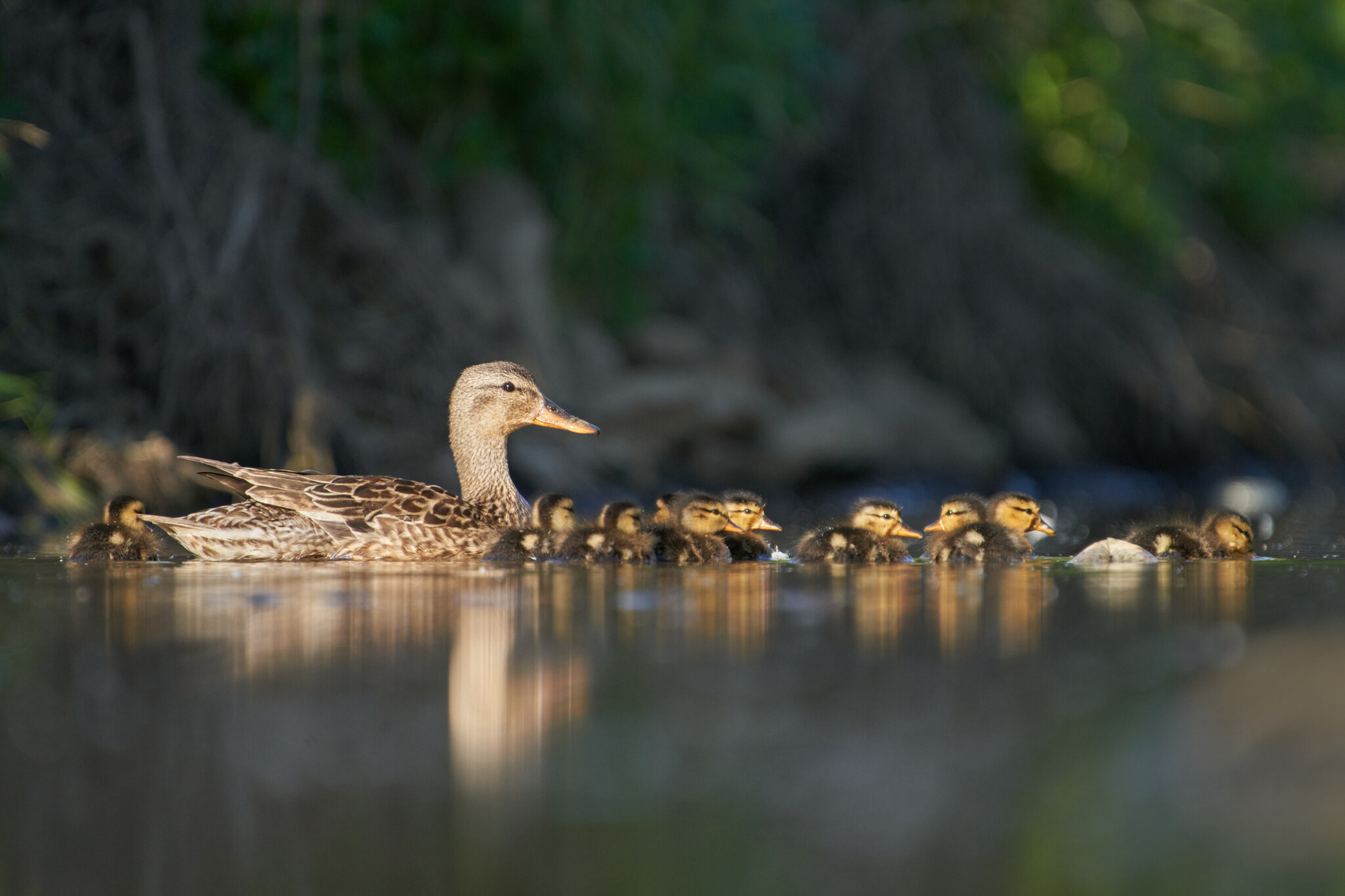 Gadwall (Mareca strepera)