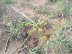 Cyperus cyperoides