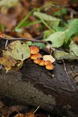 Flammulina velutipes