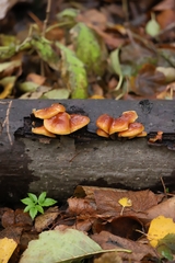 Flammulina velutipes