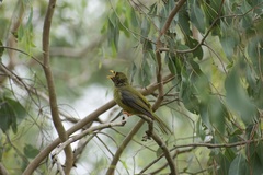 Manorina melanophrys