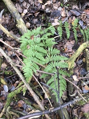 Dryopteris